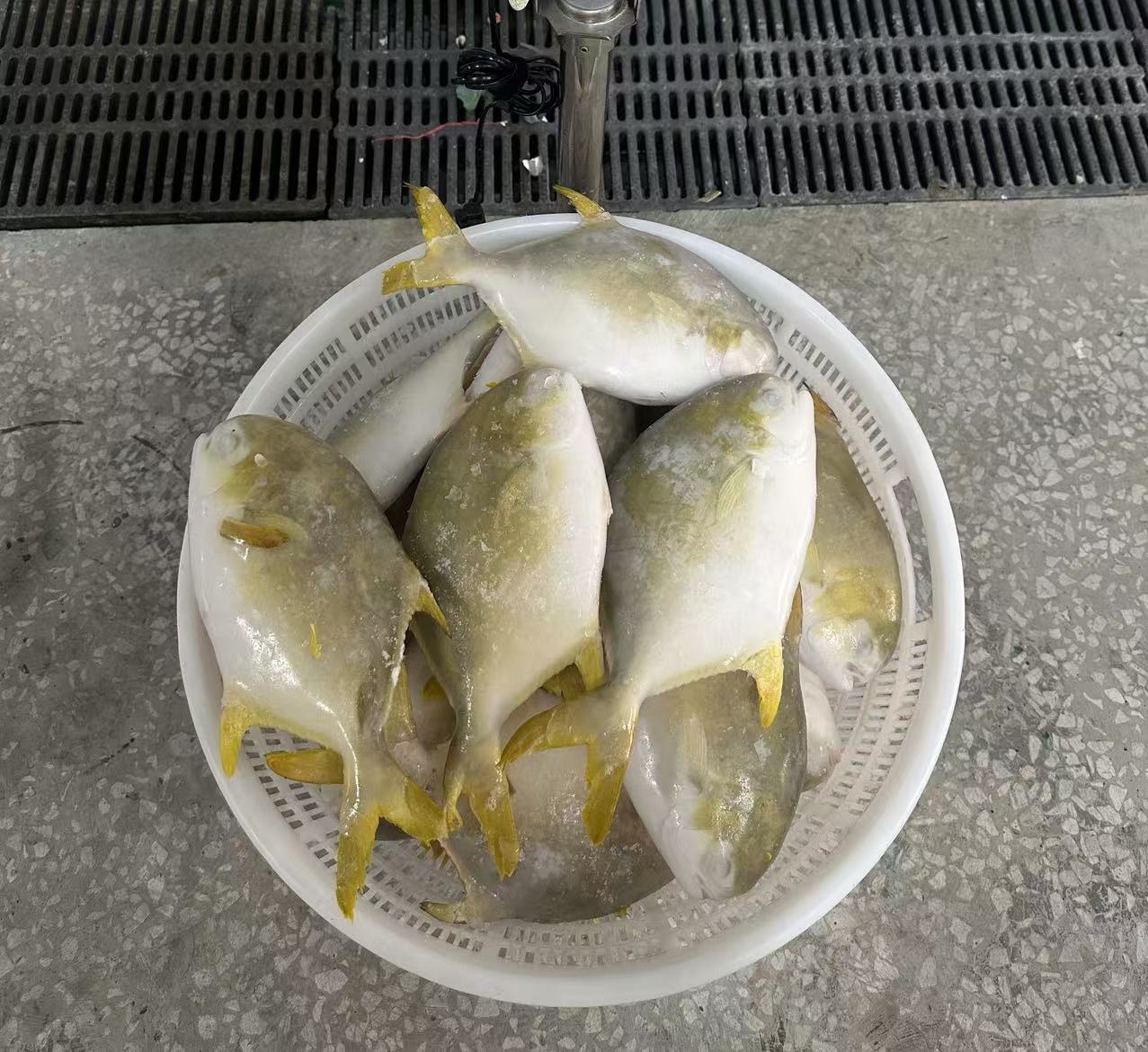產品圖片238